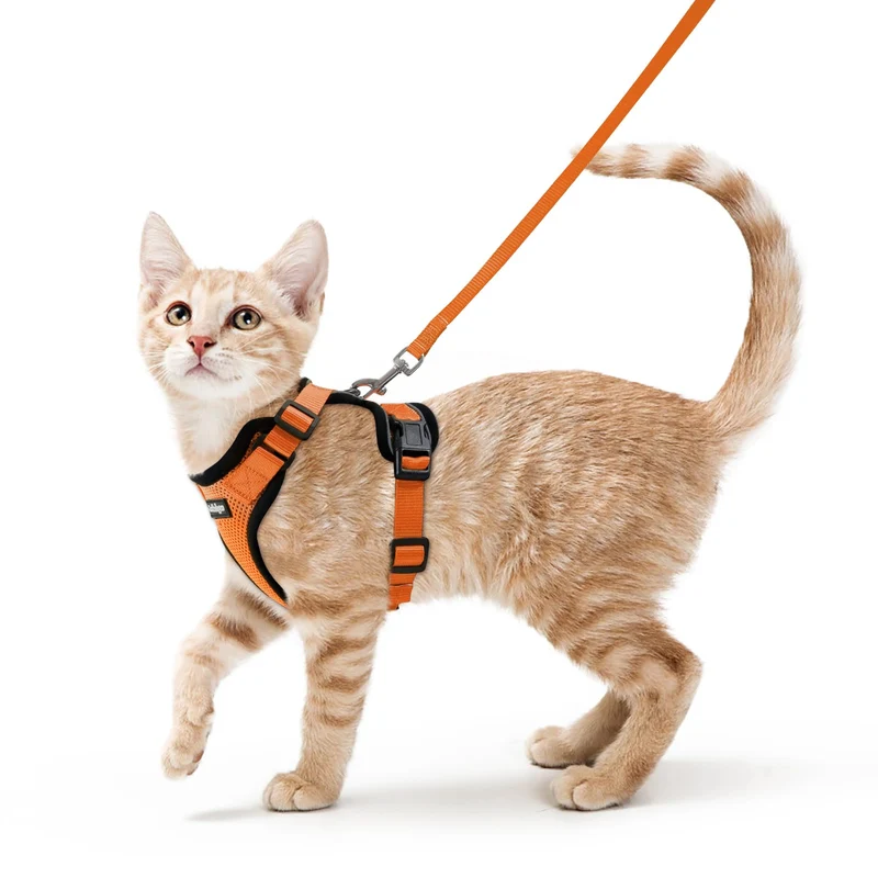 rabbitgoo Harnais et Laisse pour Chat — Confort Respirant, Anti‑Évasion, Orange XS