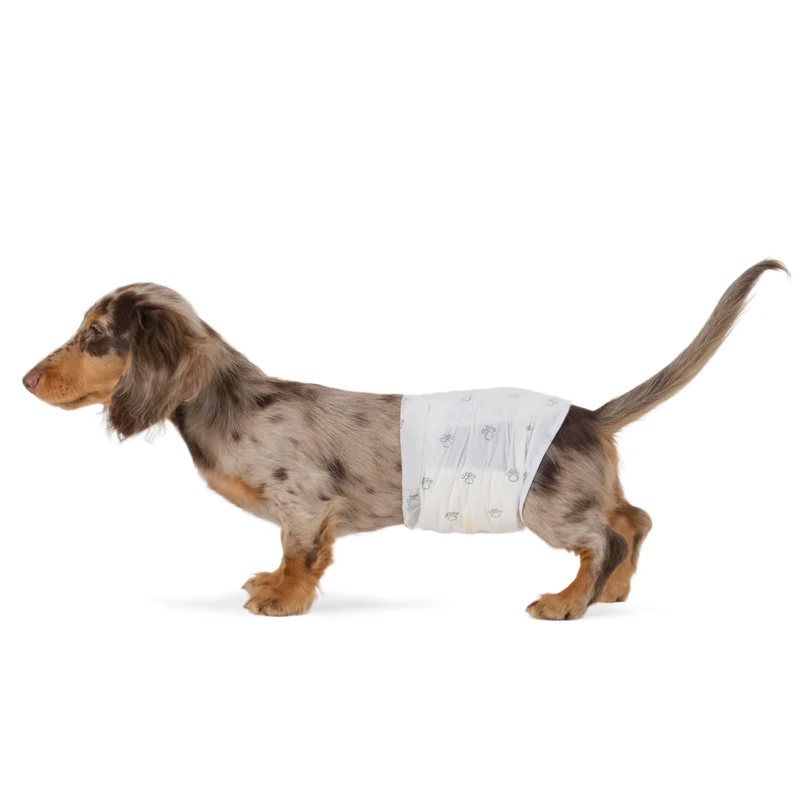 Amazon Basics Couches jetables pour chien mâle – 50 couches, taille Small, indicateur d’humidité
