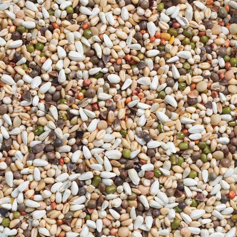 Deli Nature 33 Grande Perruche & Perroquet Germe Graines 5kg