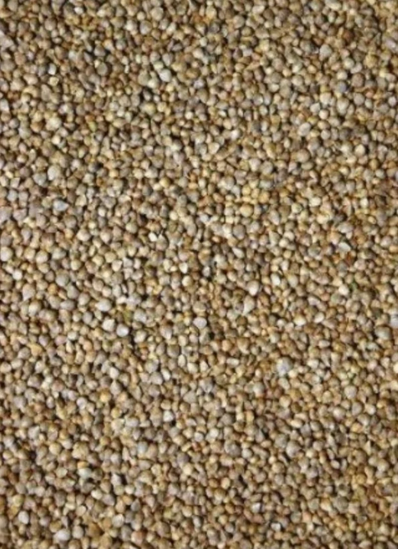Graine d'épinard 1kg