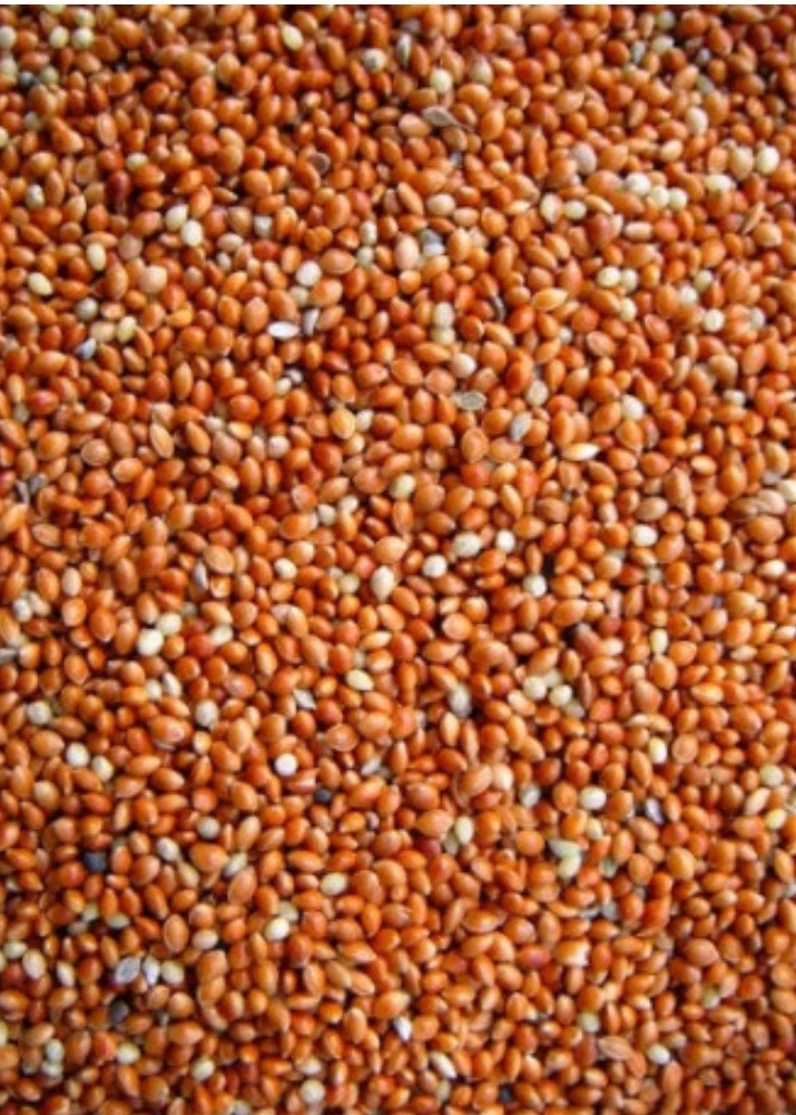 Graine Ronde Rouge ( Millet ) 1kg