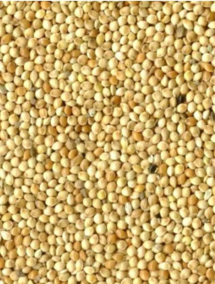 Graines rondes blanches (millet) 1kg