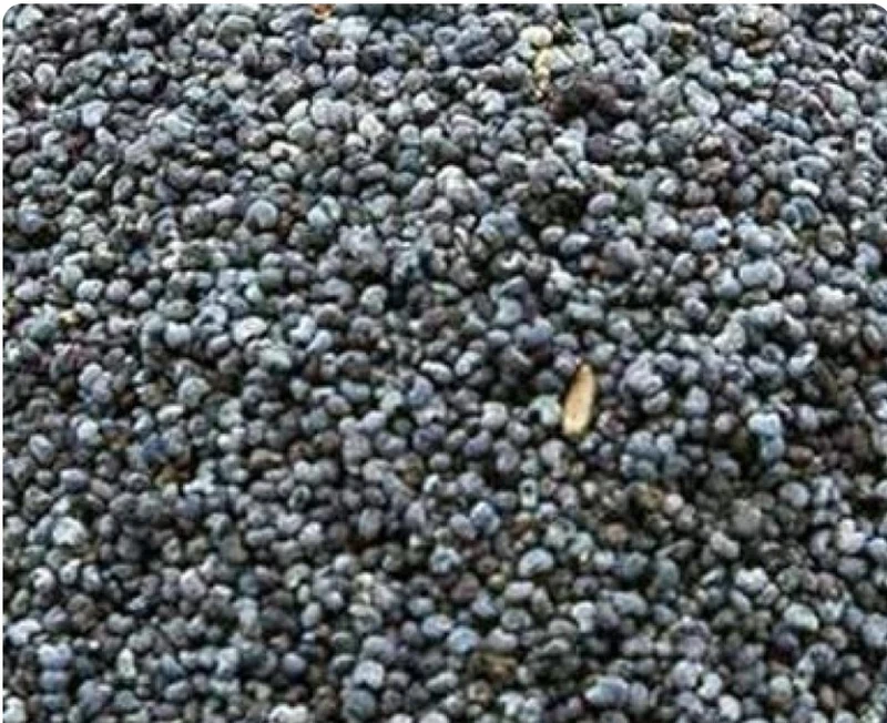Graines de pavot bleu 800 grammes - Bird-X