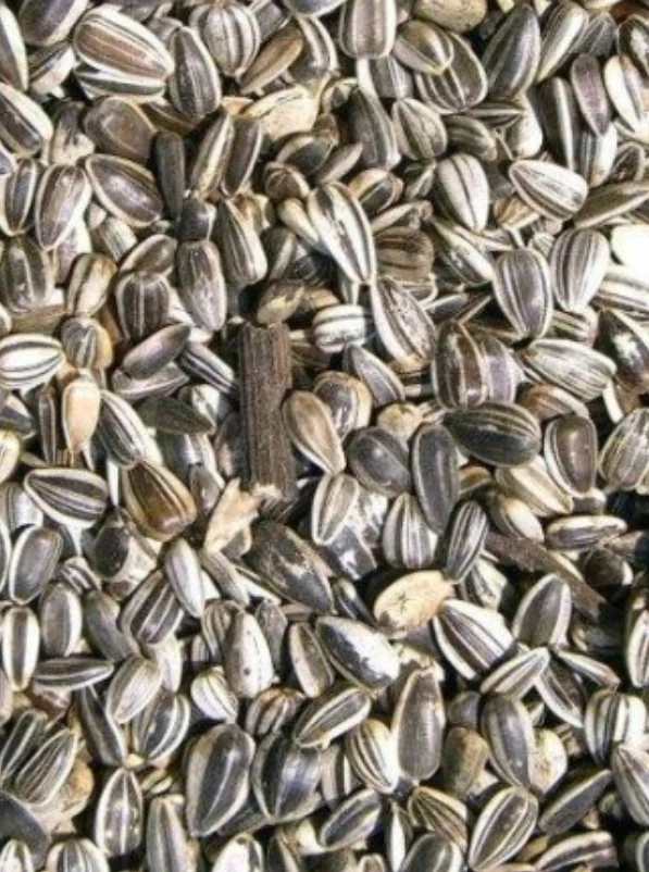 Tournesol Strié Large Marica / Toma 15kg - Grizo