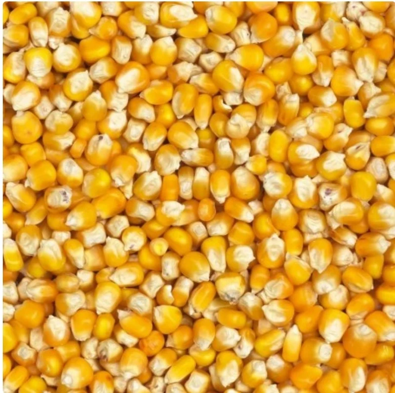 Maïs Français 20kg Farm-X