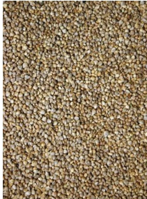 Graine d'épinard 15kg - Grizo