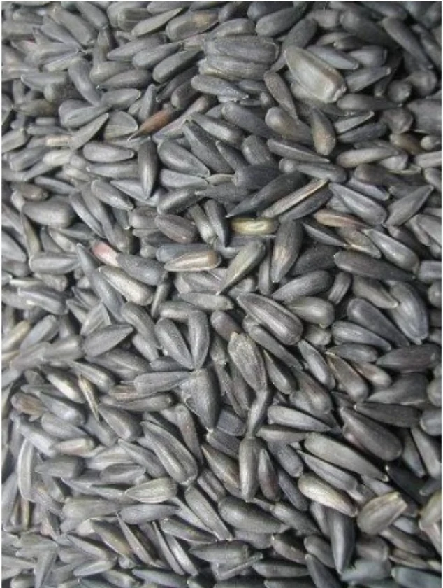 Micro Graines de Tournesol Noir 25kg - Grizo