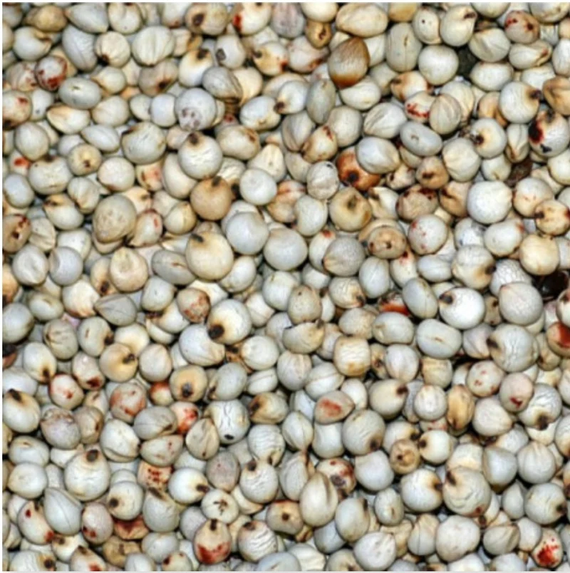 Dari Blanc 25kg - Versele Laga