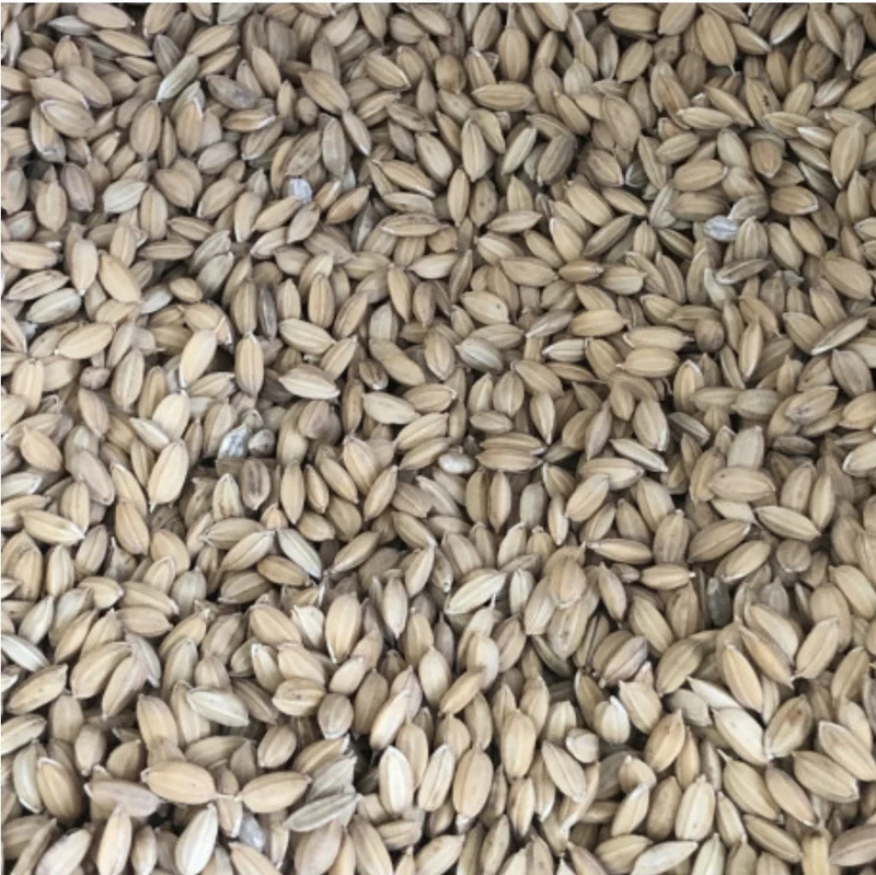 Riz paddy 1kg