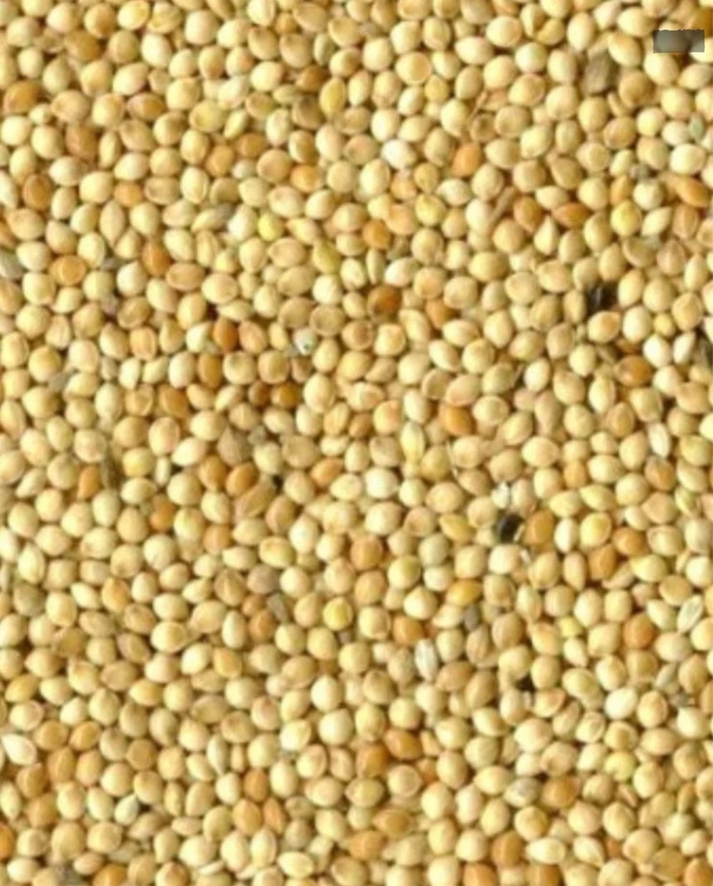 Graine Ronde Blanche ( millet ) 25kg - Versele Laga
