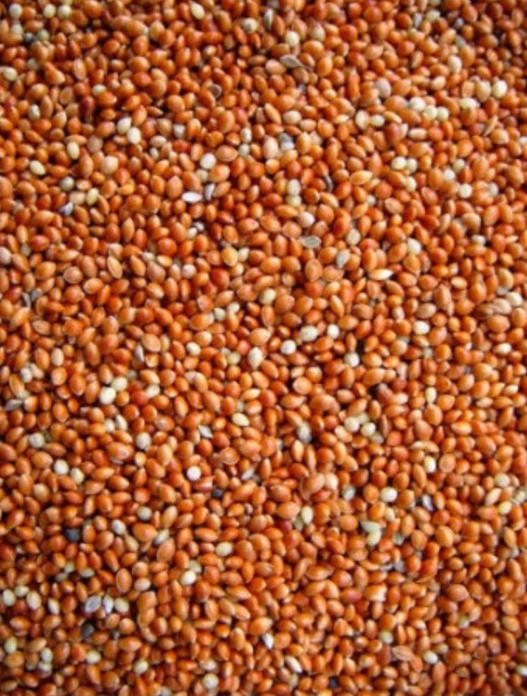 Graine Ronde Rouge (millet) 25kg - Versele Laga