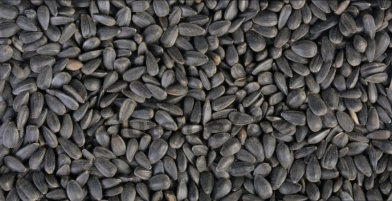 Graines de Tournesol Noir 15kg - Versele Laga
