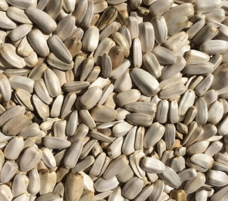 Graines de Tournesol Blanc 1kg
