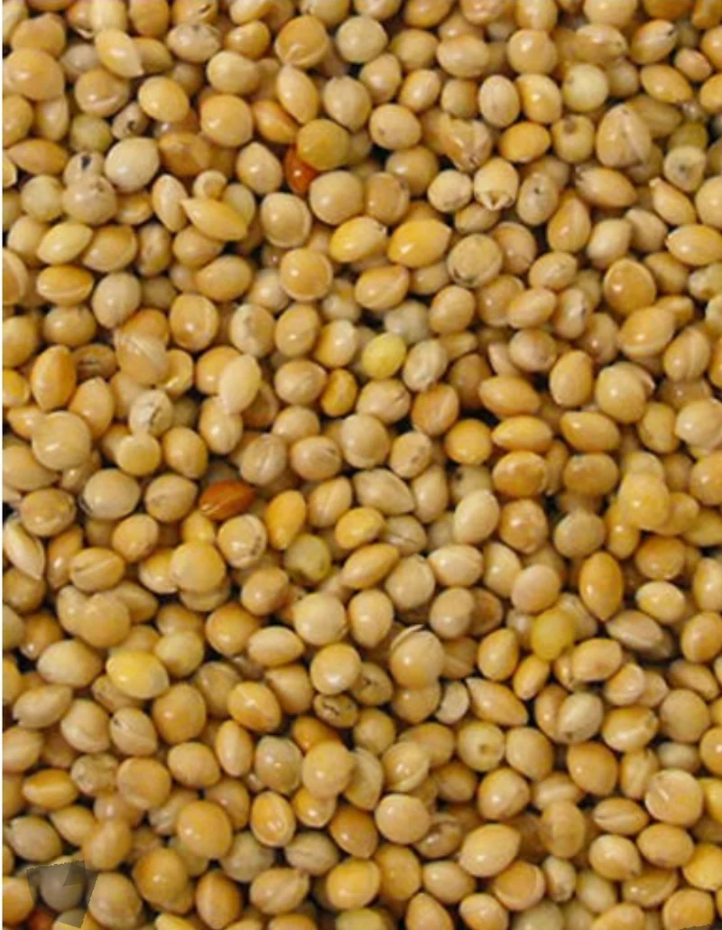 Graine Ronde Jaune (millet) 1kg