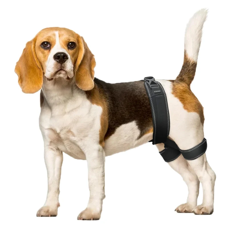 CHAMIN Orthèse de hanche pour chien – Soutien orthopédique (Moyenne)