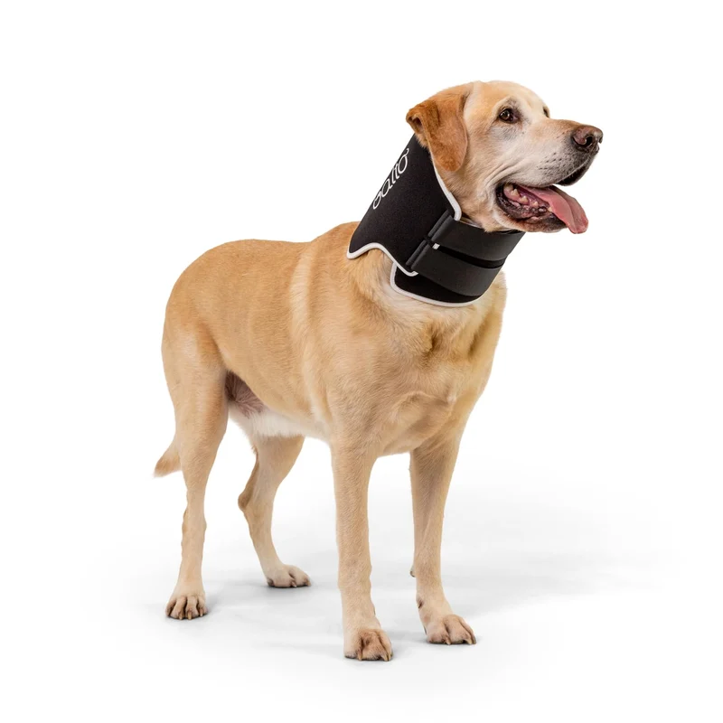 Balto Collier Éco Doux de Récupération – Alternative au Cône pour Chiens (Taille Moyenne)