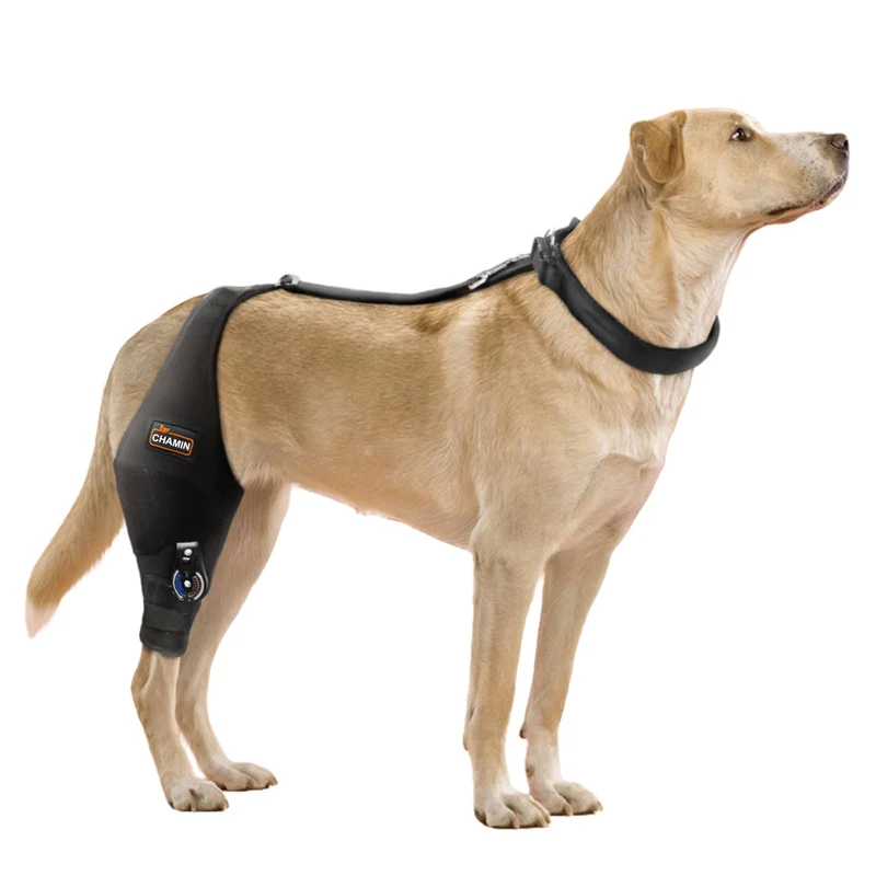 CHAMIN Orthèse Genou Chien Ajustable — Jambe Droite XL, Soutien LCA, Arthrose et Récupération