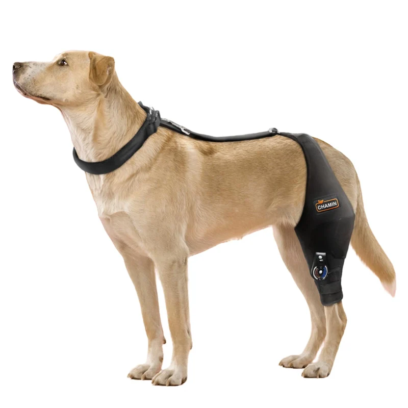CHAMIN Attelle Genou Chien Ajustable Gauche XL – Soutien ACL et Arthrose