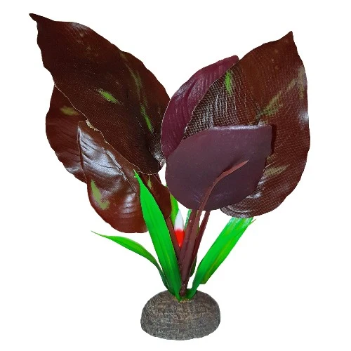 Plante Betta de qualité supérieure - Saurure penchée - 15 cm (6 po)