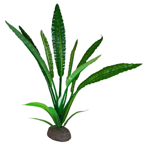 Plante Betta de qualité supérieure - Cryptocoryne de Wendt - 20 cm (8 po)