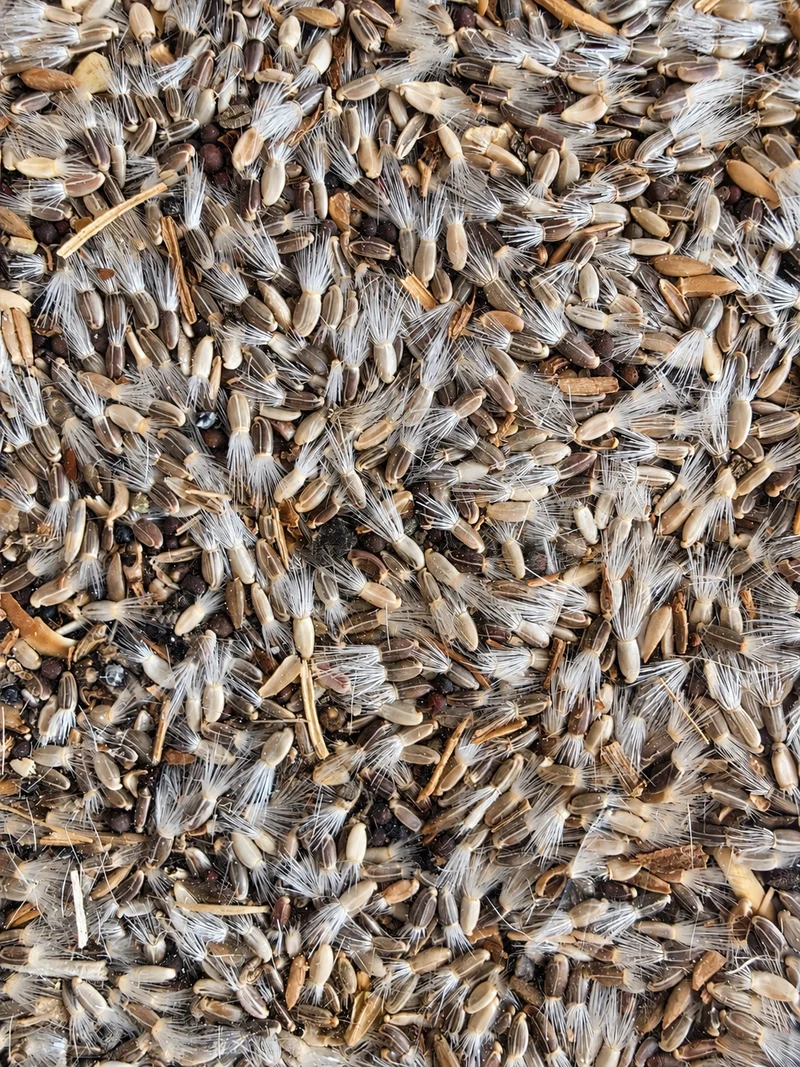 Mélange de chardon et de chicorée de qualité supérieure (1 kg) - Mélange d'herbes pour oiseaux