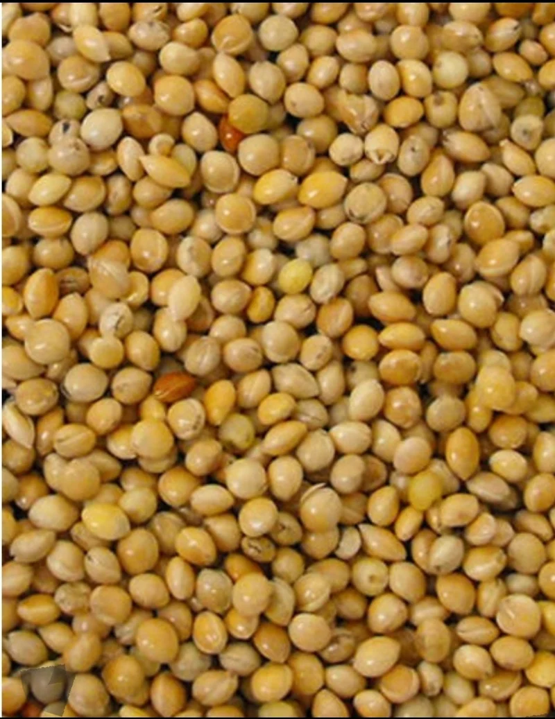 Graine Ronde Jaune (millet) 5kg