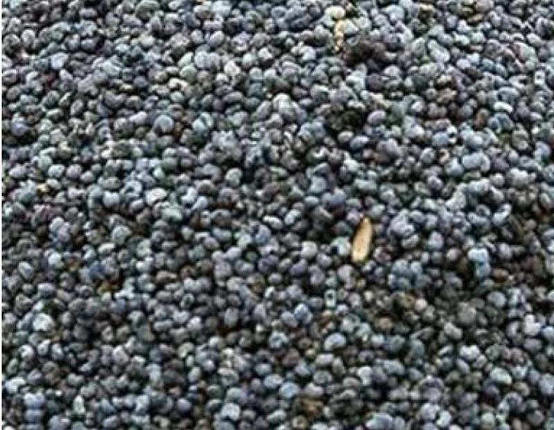 Graine de pavot bleu 5kg