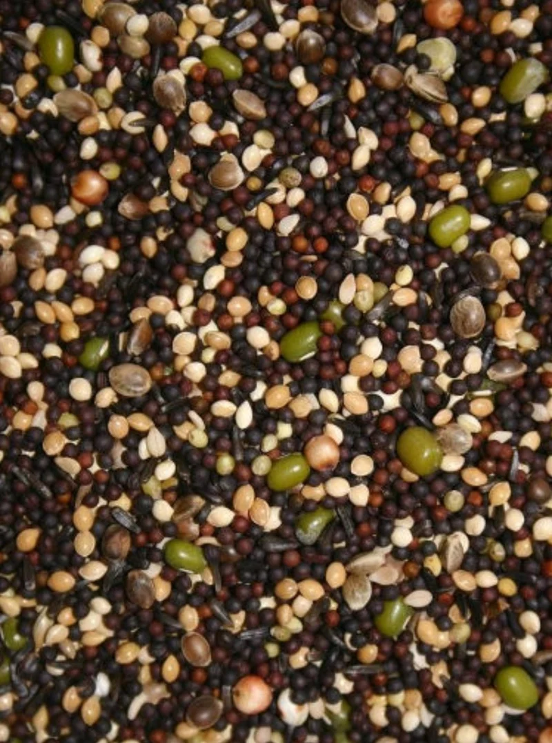 Semences germées 1 kg - Canaris et pinsons - BIRD-X
