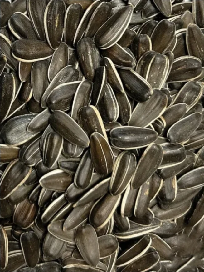 Graines de tournesol à grosses rayures 8 kg
