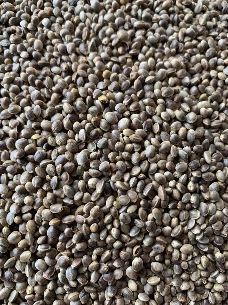Graine de chanvre graine de chanvre 20kg - Versele Laga