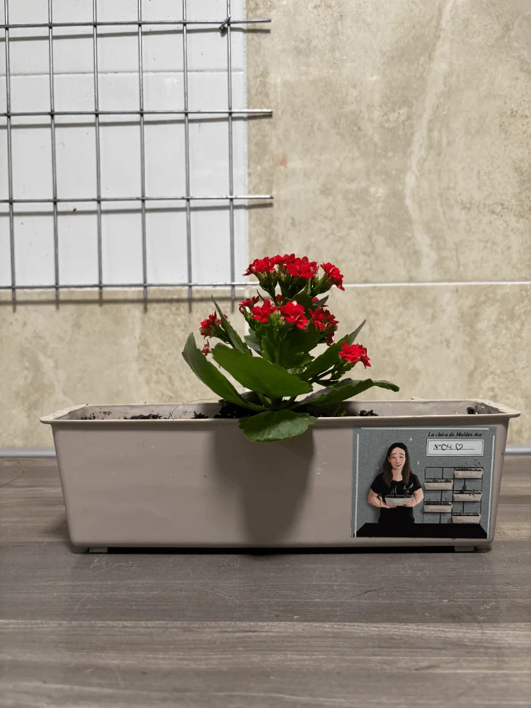 Jardinière avec Kalanchoe Blossfeldiana rouge - Moldes Ave