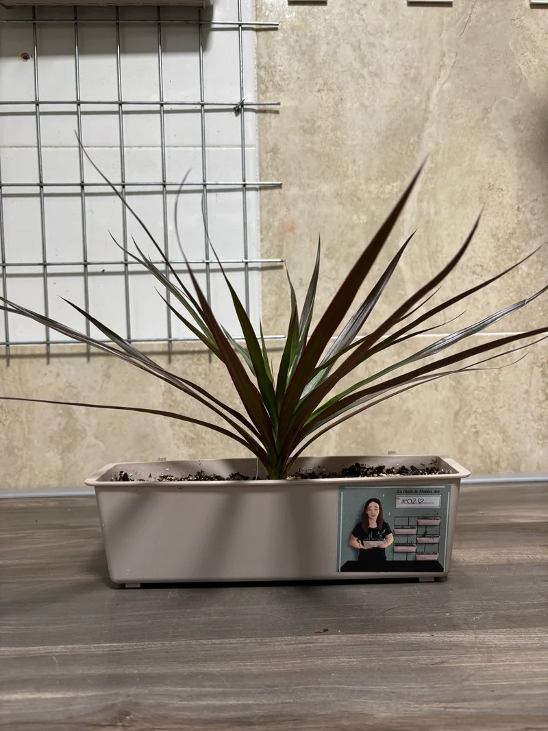 Jardinière avec DRACAENA MARGINATA - Moldes Ave