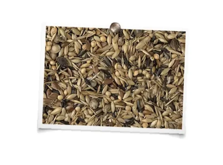 King Native Birds Sans Colza 20kg