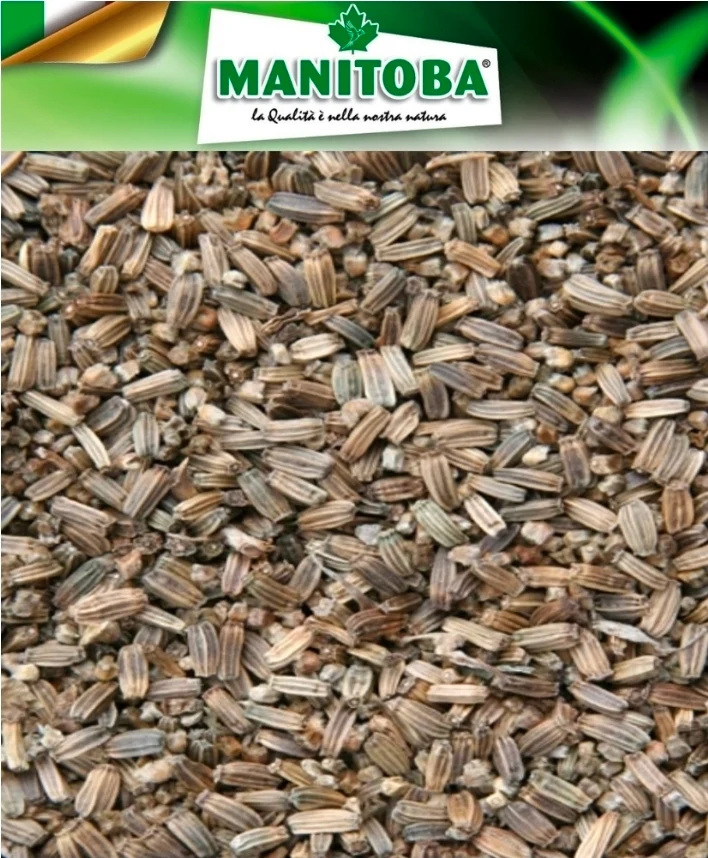 Graines de chardon, cardère, 500 grammes, Manitoba