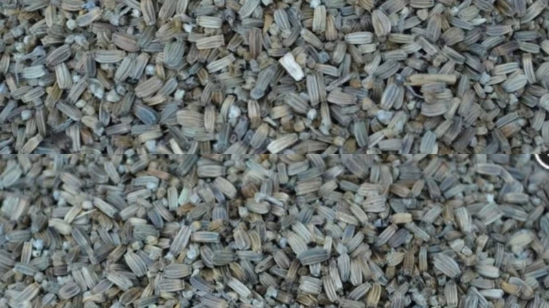 Cardère aux graines de chardon 1000 grammes