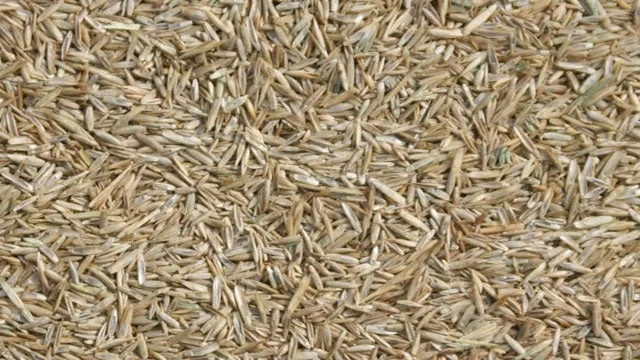 Semences de gazon fines 1kg