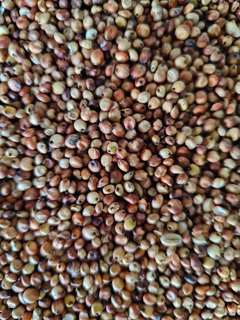 Dari rouge 1kg