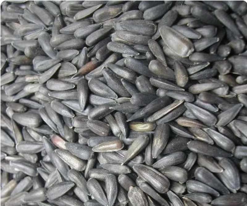 Micro graines de tournesol noires 500 grammes