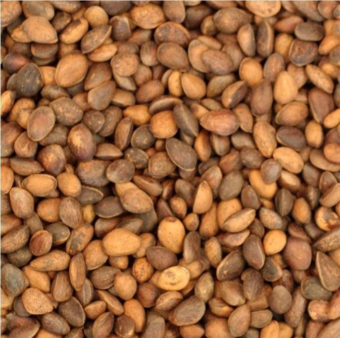 Noix de cèdre (pignons de pin) 100 grammes