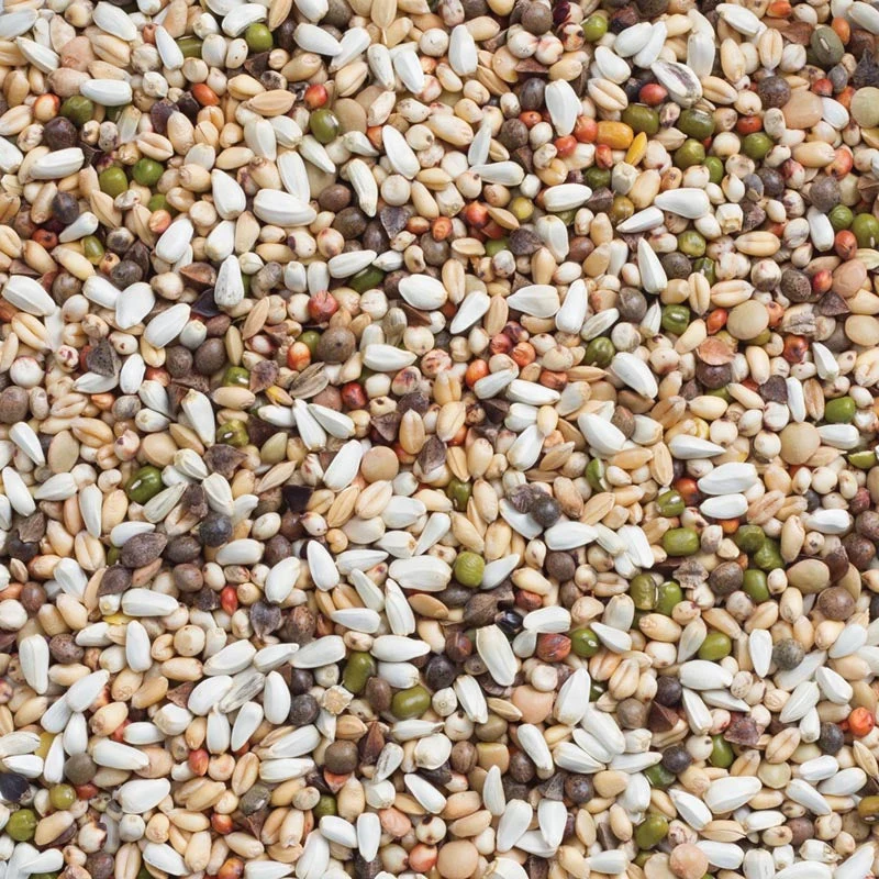 Deli Nature 33 Grande Perruche & Perroquet Germe Graines 1kg