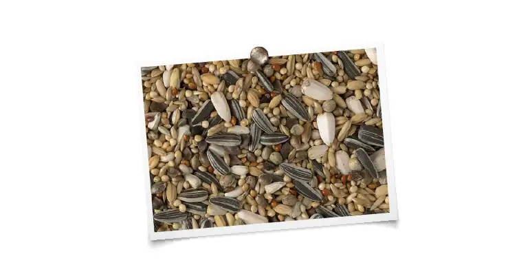 Perruches australiennes « Luxe » 20kg
