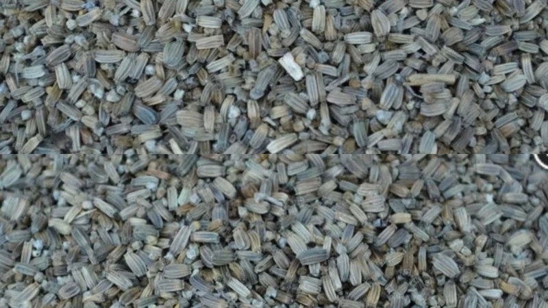 Cardère aux graines de chardon 100 grammes