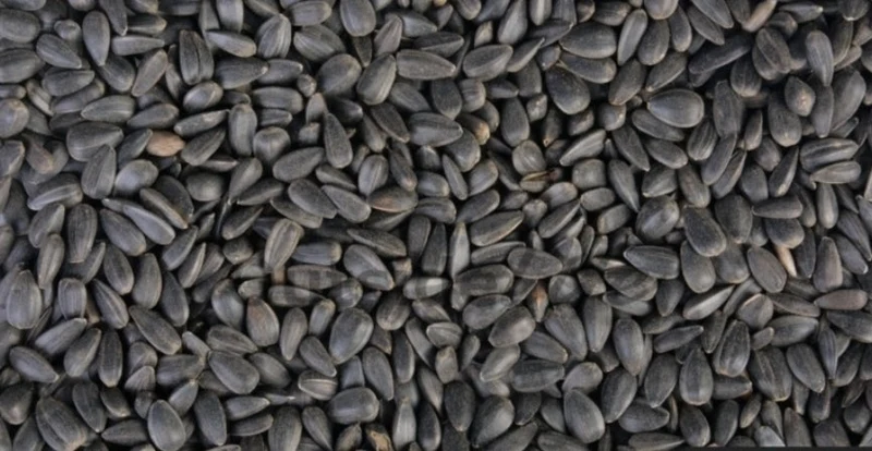 Graines de tournesol noir 1kg