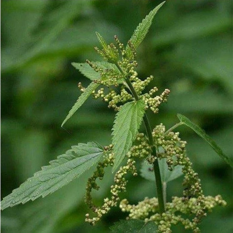 ORTICA Ortie en poudre 150 grammes - Pineta Zootecnisi