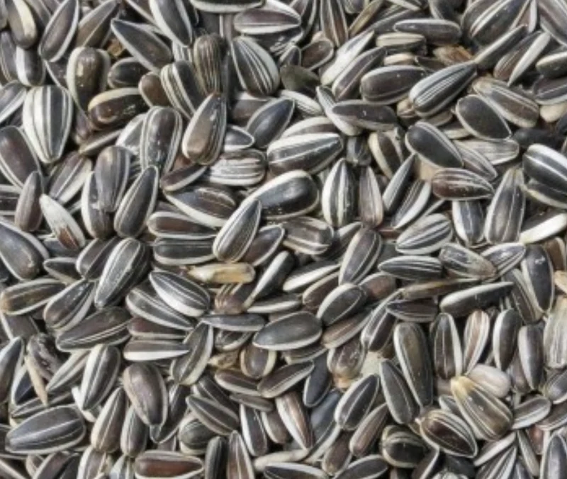 Graines de Tournesol Rayées 5kg