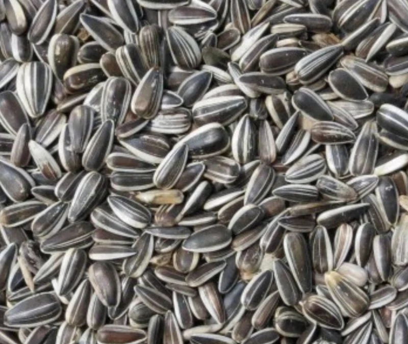 Graines de tournesol striées 12,5 kg