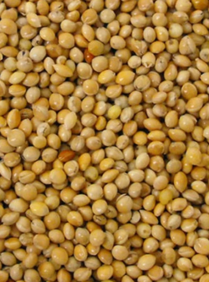 Graine Ronde Jaune ( millet ) 20kg - Grizo
