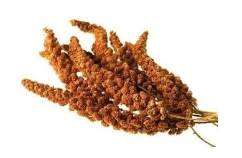 Spray Millet Rouge Chine Boite 15kg