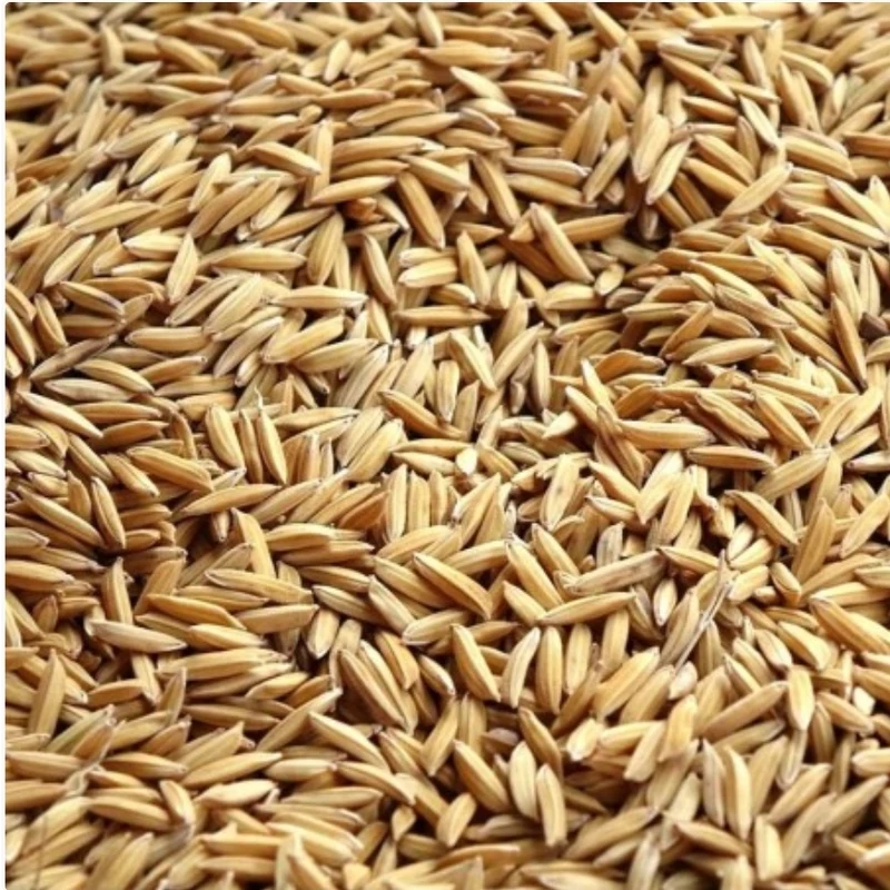 Pigeons de Riz Paddy 20kg | Duvo+