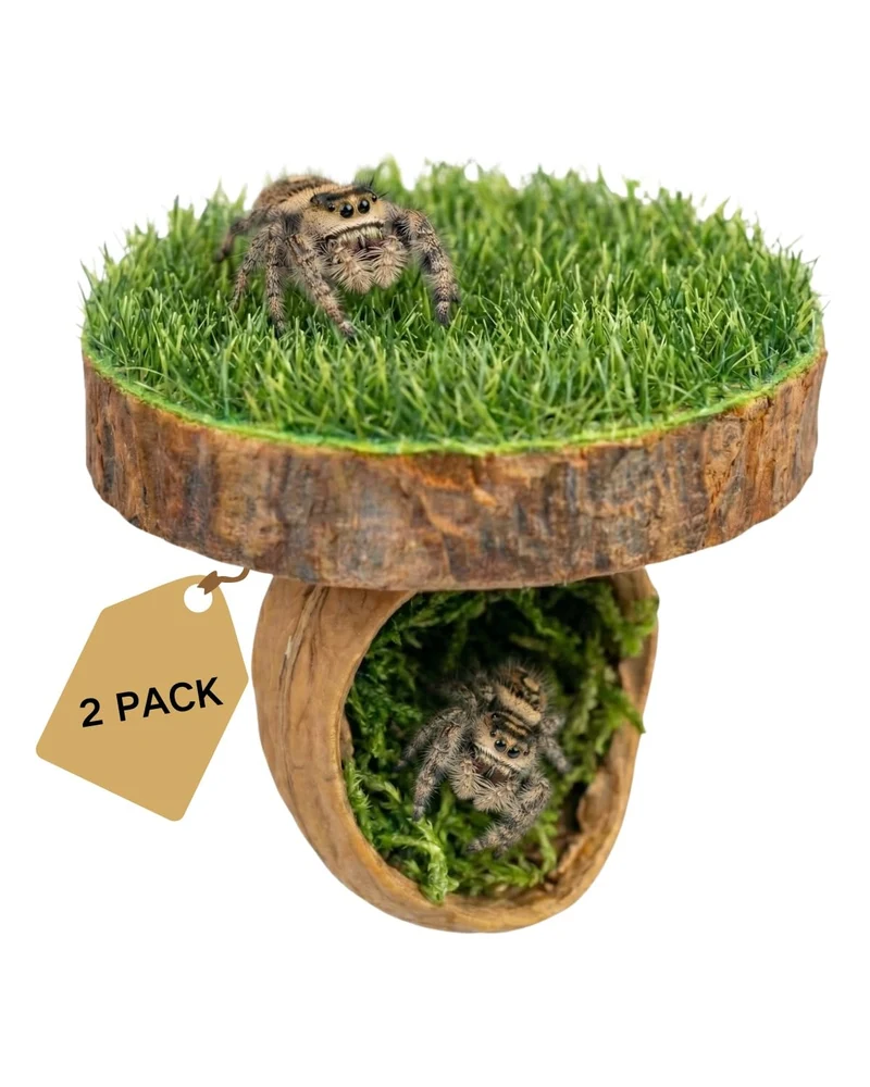 Autzom Plateforme Magnétique en Bois Naturel pour Araignées Sauteurs – Accessoires Habitat (2 Pièces)